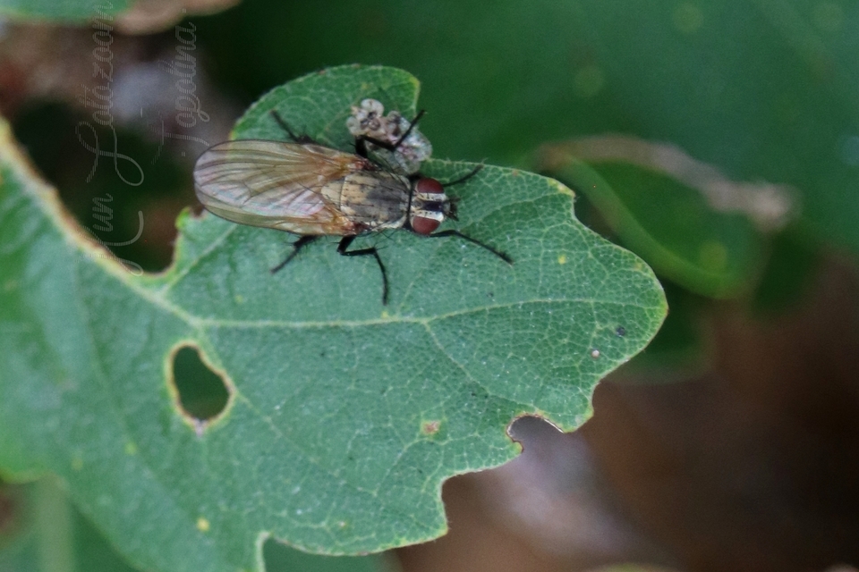 Anthomyiidae - viráglegyek