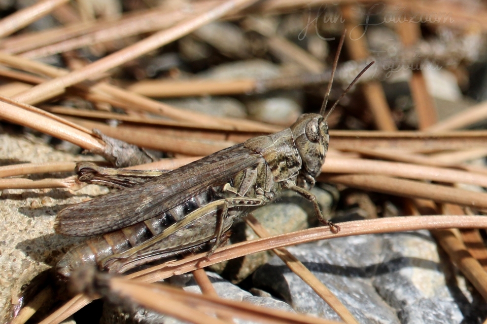 Chorthippus (Glyptobothrus) (subgenus)