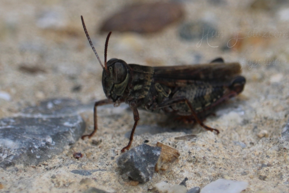 Calliptamus italicus - olaszsáska