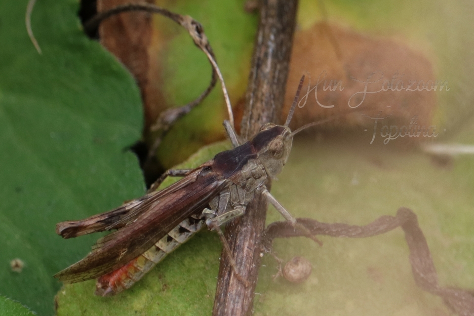 Chorthippus brunneus - közönséges tarlósáska