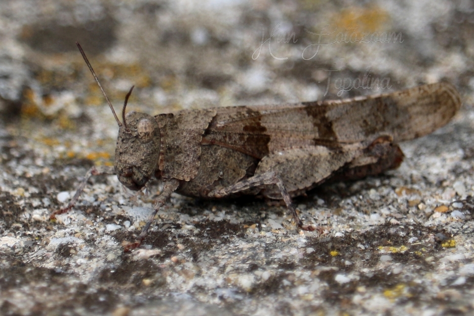 Oedipoda caerulescens - kékszárnyú sáska