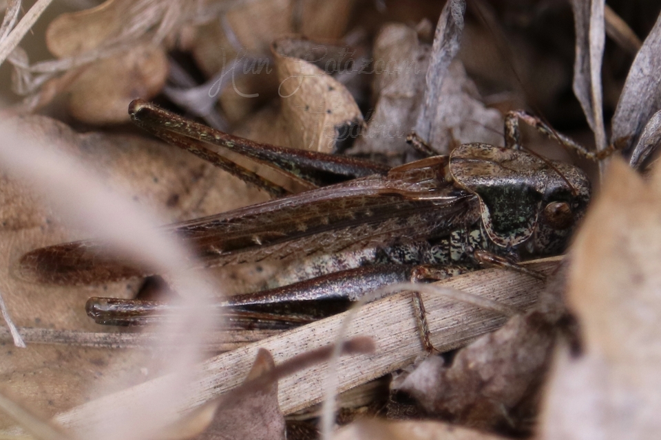 Platycleis grisea - szürke rétiszöcske