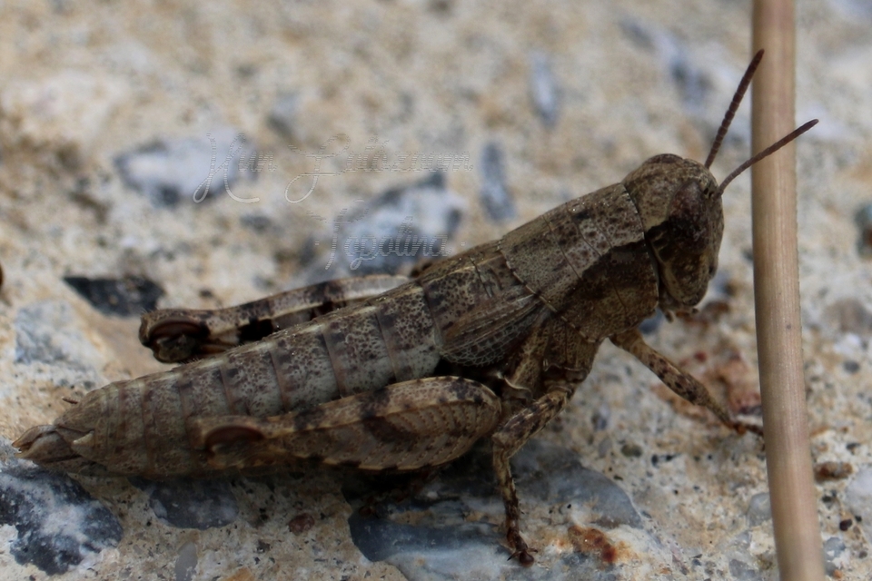 Pezotettix giornae - kis hegyisáska