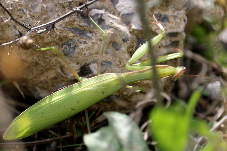 Mantis religiosa - imádkozósáska