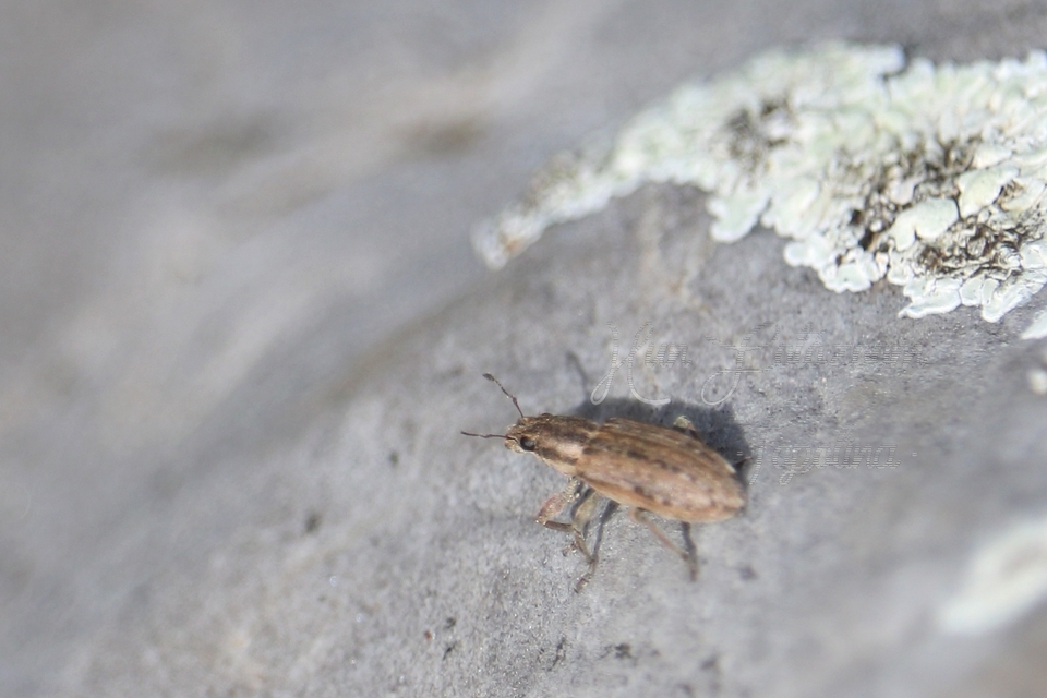 Sitona macularius - borsó-csipkézőbogár