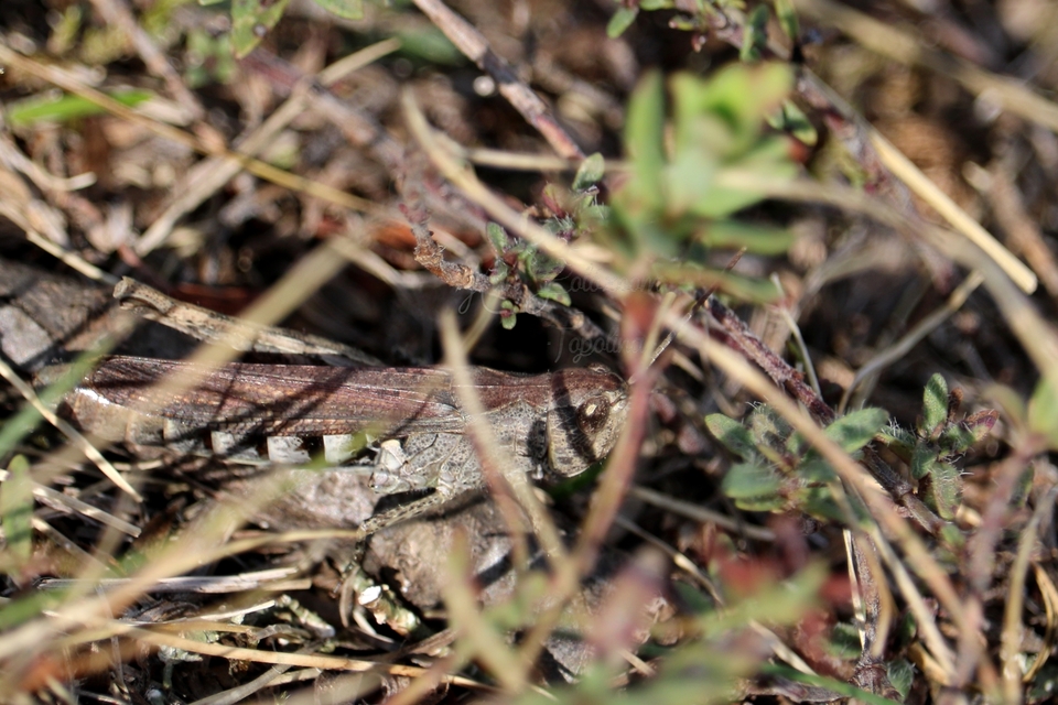 Chorthippus (Glyptobothrus) (subgenus)