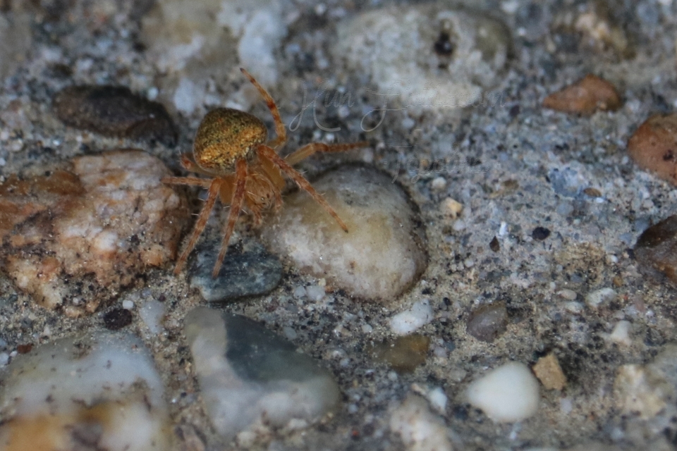 Araneus triguttatus/sturmi
