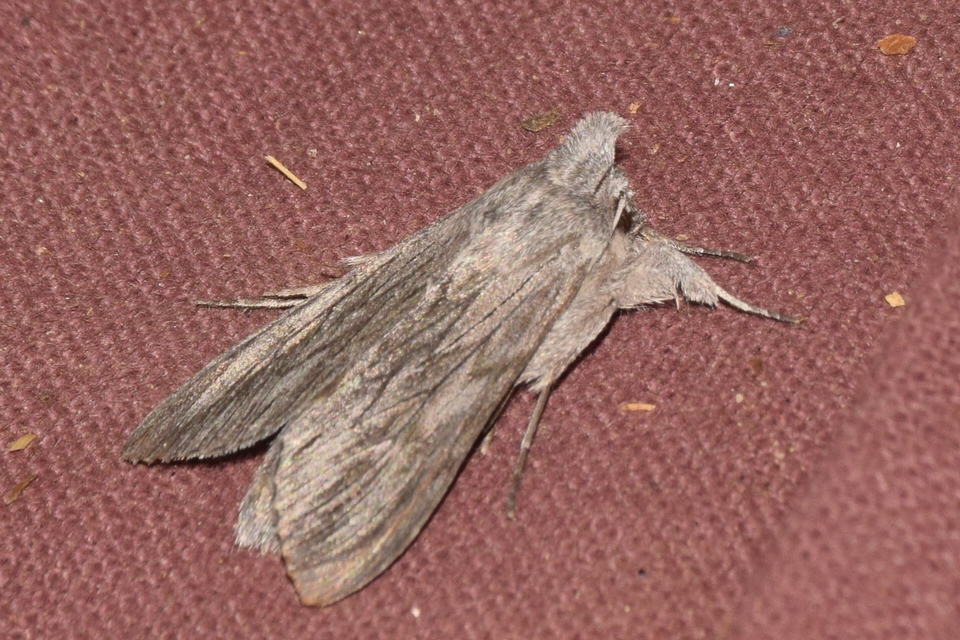 Cucullia lactucae - saláta-csuklyásbagoly