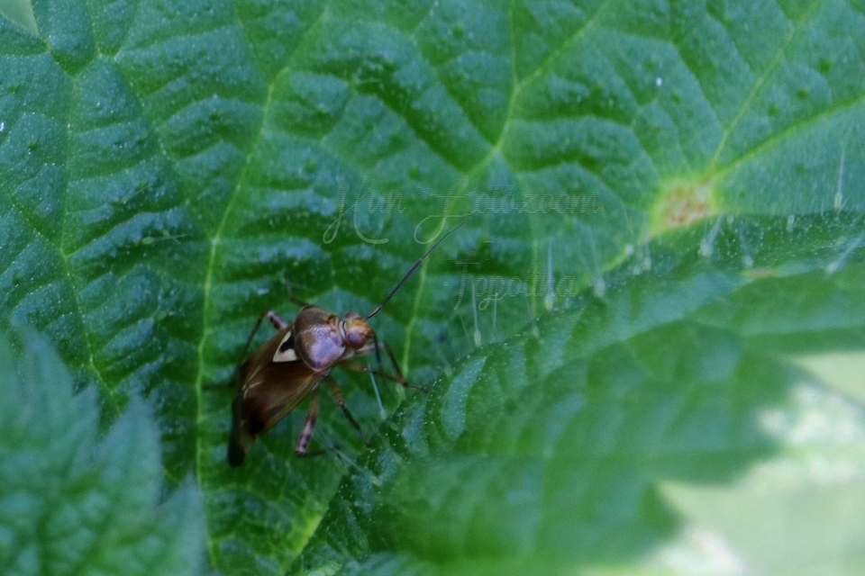Lygus pratensis - változó mezeipoloska