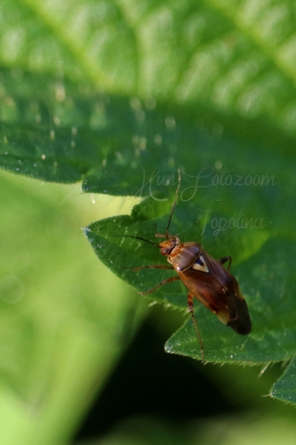 Lygus pratensis - változó mezeipoloska
