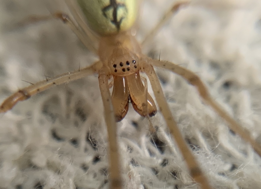 Tetragnatha