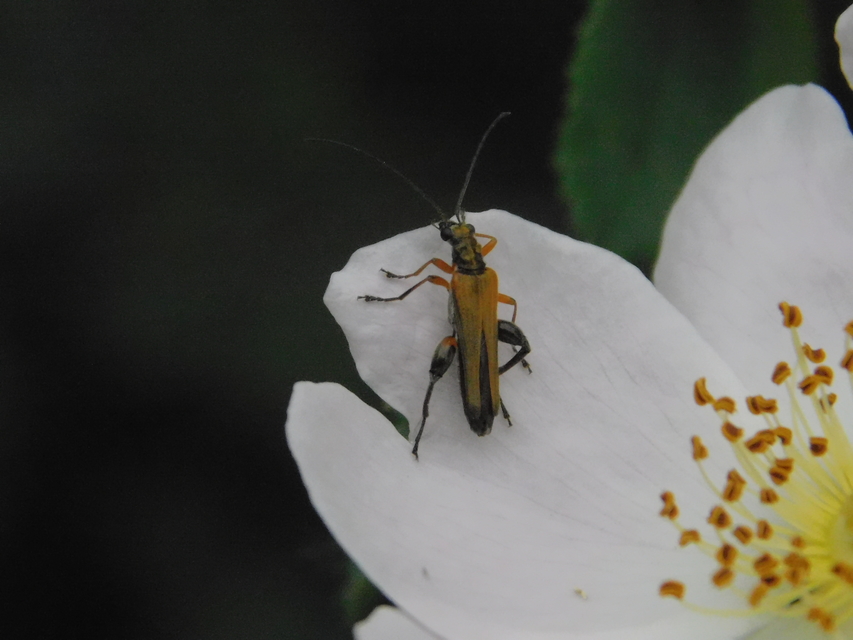 Oedemera podagrariae - székfű-álcincér