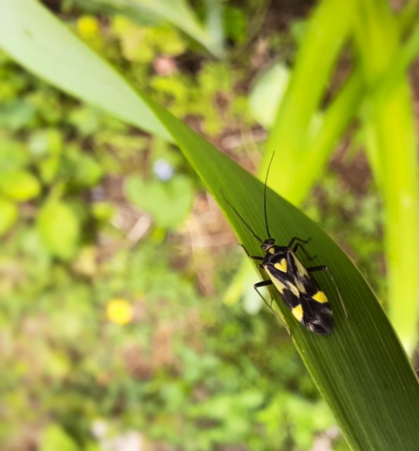 Grypocoris sexguttatus - hatpettyes díszpoloska