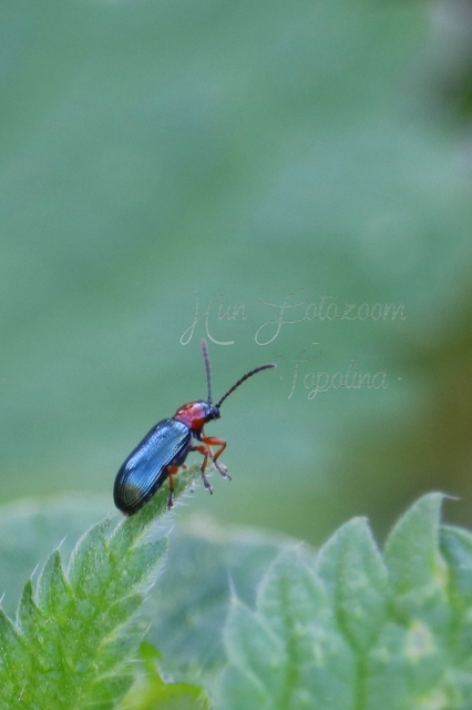 Oulema melanopus/duftschmidi