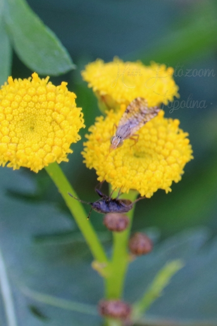 Tephritidae - fúrólégyfélék