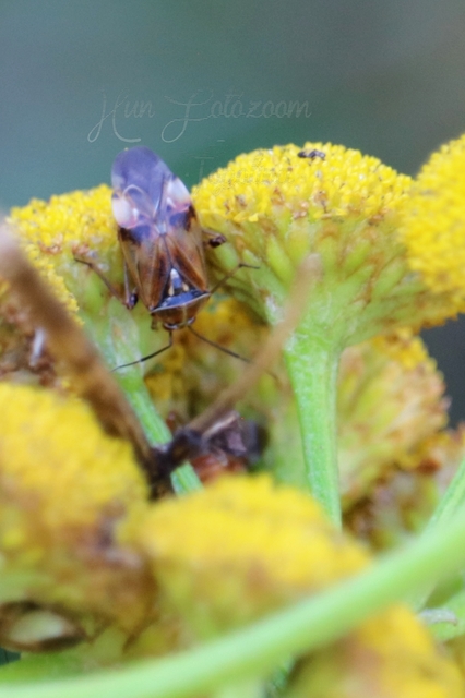 Lygus pratensis - változó mezeipoloska