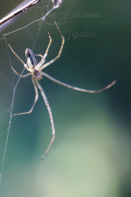 Tetragnatha