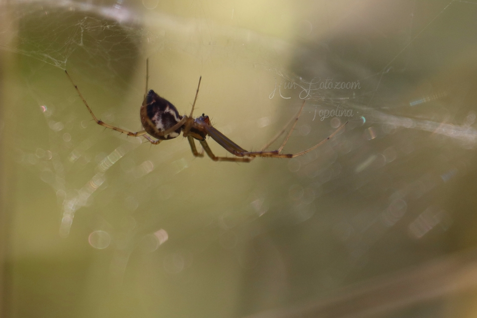 Linyphiidae - vitorláspókok