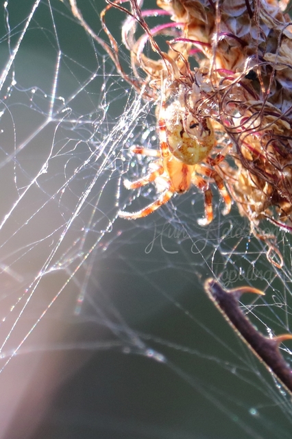 Araneus quadratus - négyes keresztespók