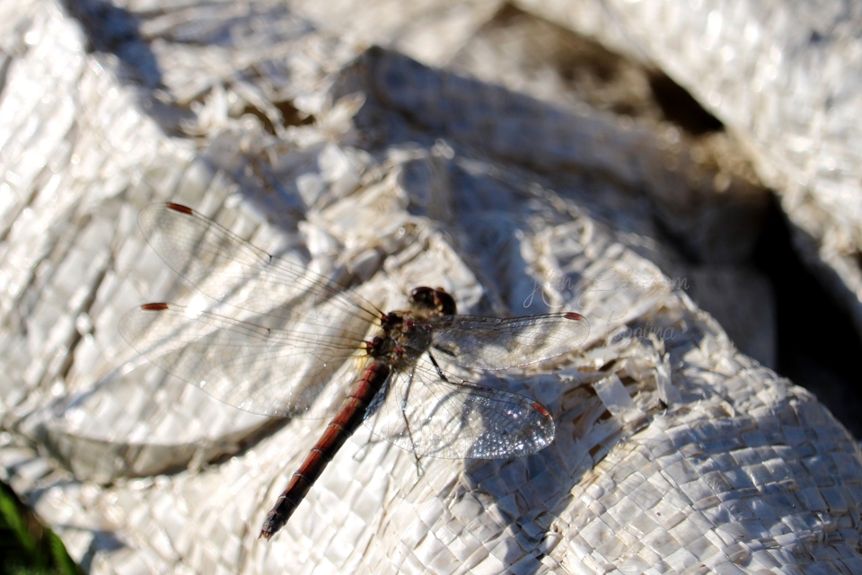 Sympetrum striolatum - harántsávos katona-szitakötő