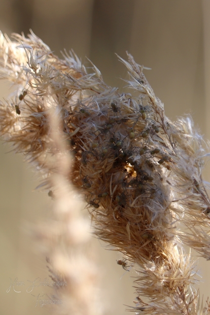 Cheiracanthium punctorium - mérges dajkapók