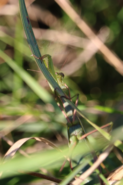 Mantis religiosa - imádkozósáska