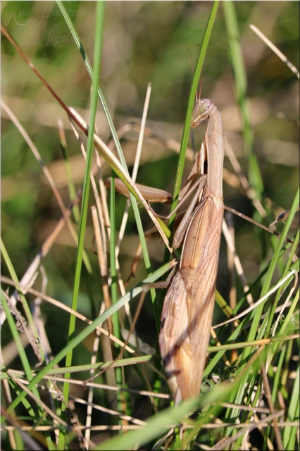 Mantis religiosa - imádkozósáska