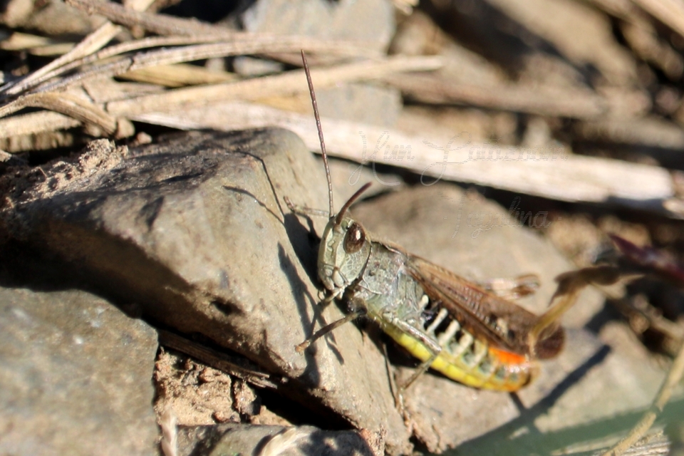 Chorthippus brunneus - közönséges tarlósáska