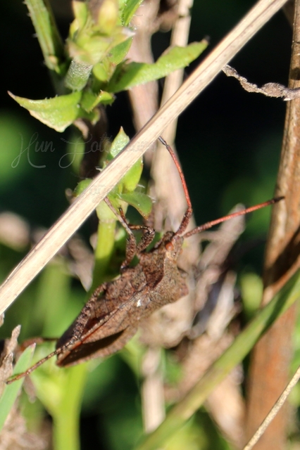 Coreus marginatus - közönséges karimáspoloska