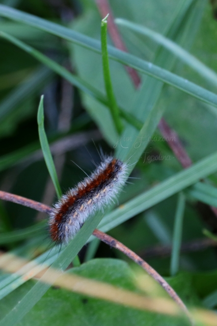 Rhyparia purpurata - bíborszínű medvelepke