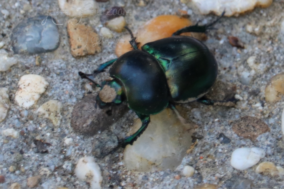 Trypocopris vernalis - tavaszi álganéjtúró