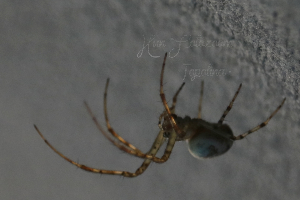 Metellina segmentata/mengei