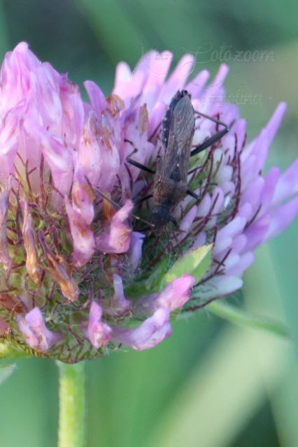 Alydus calcaratus - szőrös tövispoloska