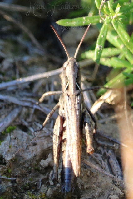 Chorthippus (Glyptobothrus) (subgenus)