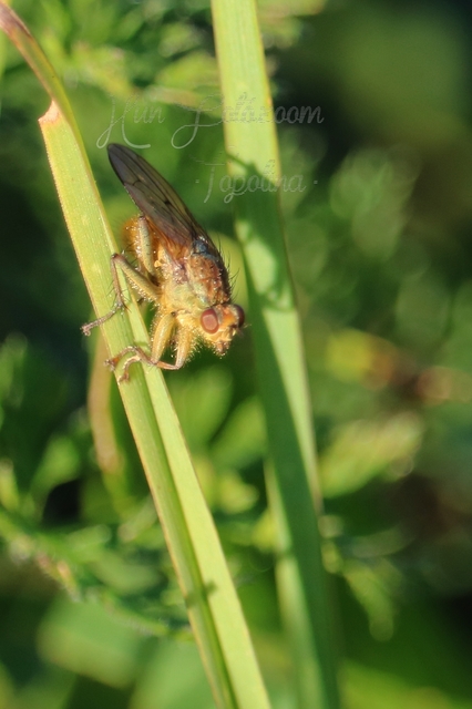 Scathophaga stercoraria - közönséges trágyalégy