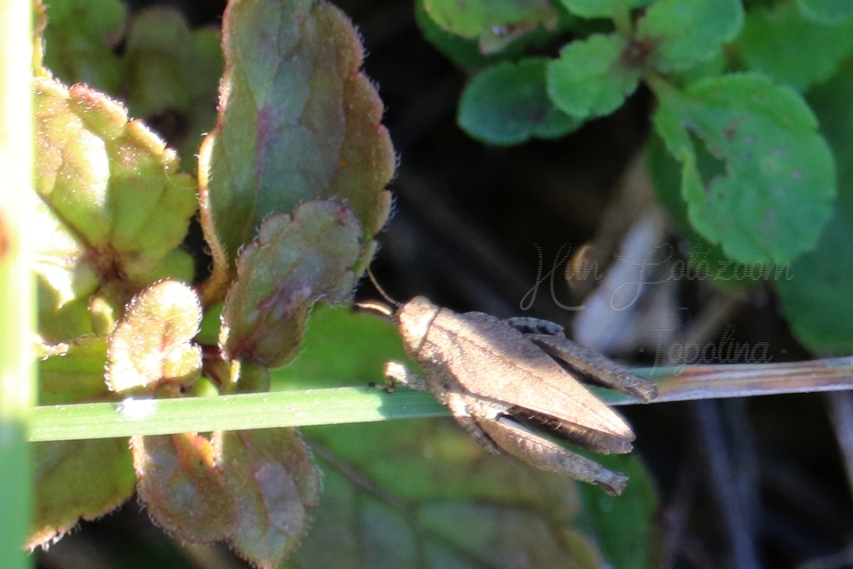 Tetrix tenuicornis - vékonycsápú tövishátúsáska