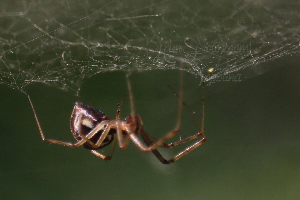 Linyphiidae - vitorláspókok