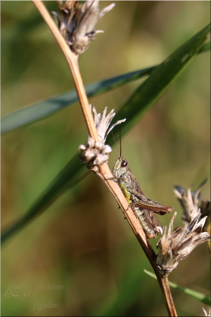 Chorthippus mollis - halk tarlósáska