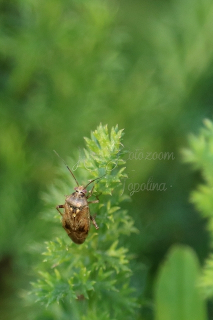 Lygus rugulipennis - molyhos mezeipoloska