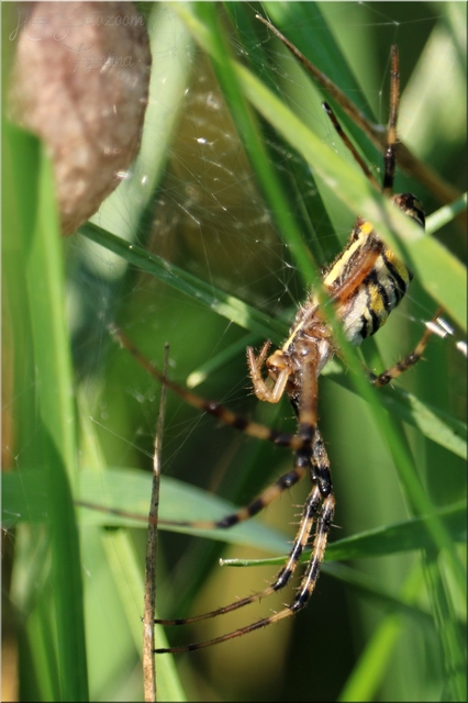 Argiope bruennichi - darázspók