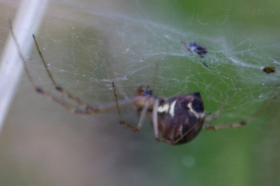 Linyphiidae - vitorláspókok