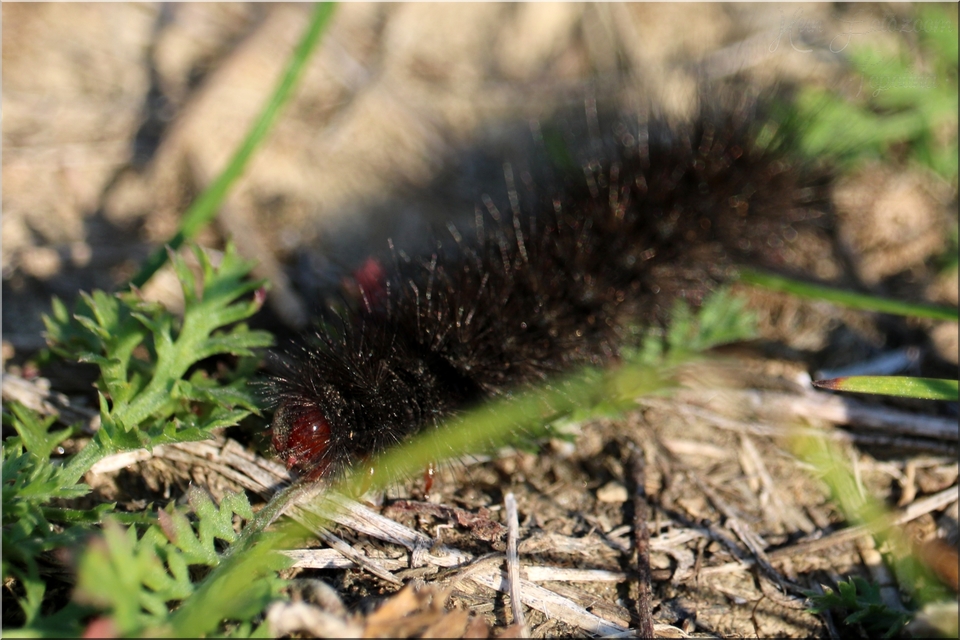 Arctia villica - fekete medvelepke