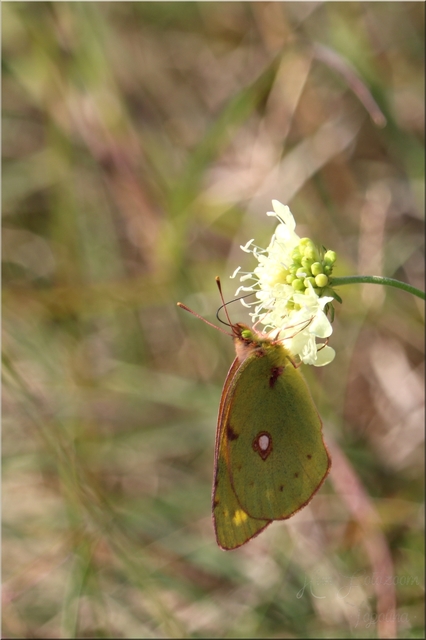 Colias croceus - sáfránylepke