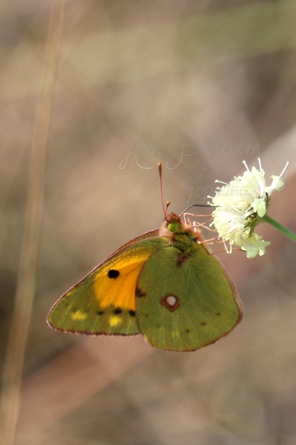 Colias croceus - sáfránylepke