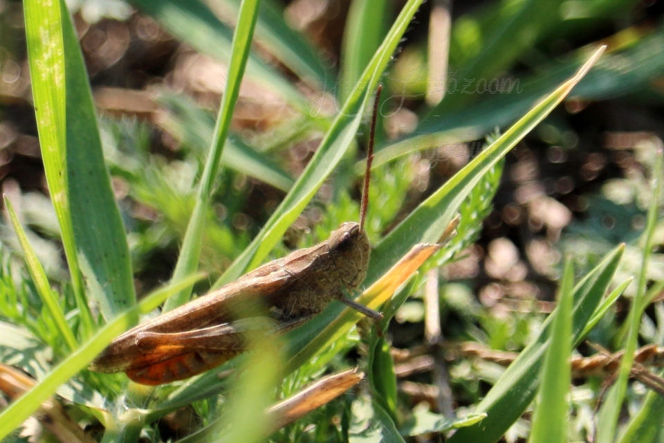 Chorthippus brunneus - közönséges tarlósáska