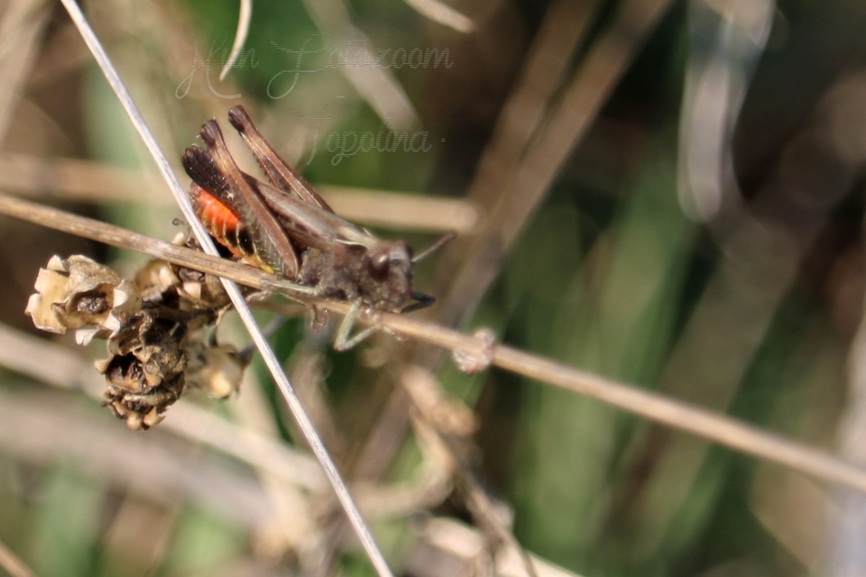 Omocestus rufipes - vöröshasú tarlósáska