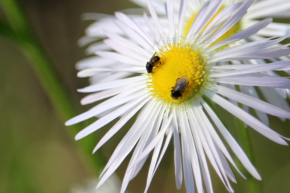 Chloropidae - gabonalegyek