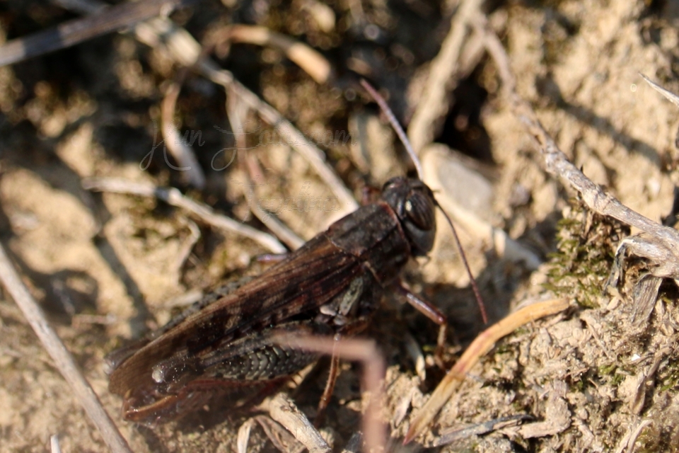 Calliptamus italicus - olaszsáska