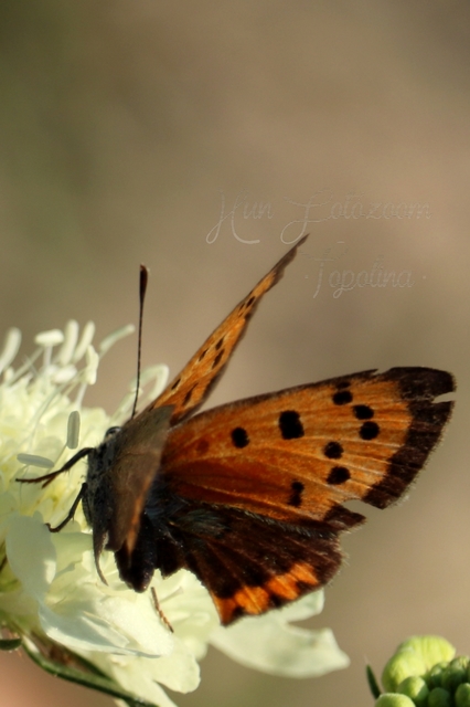 Lycaena phlaeas - közönséges tűzlepke