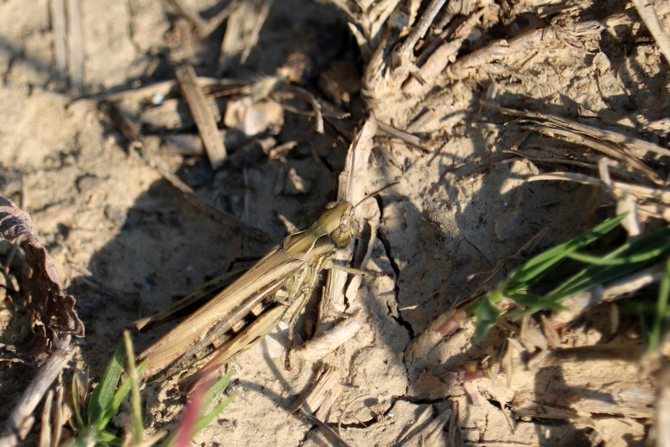 Chorthippus (Glyptobothrus) (subgenus)